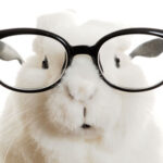 Glasses-Rabbit